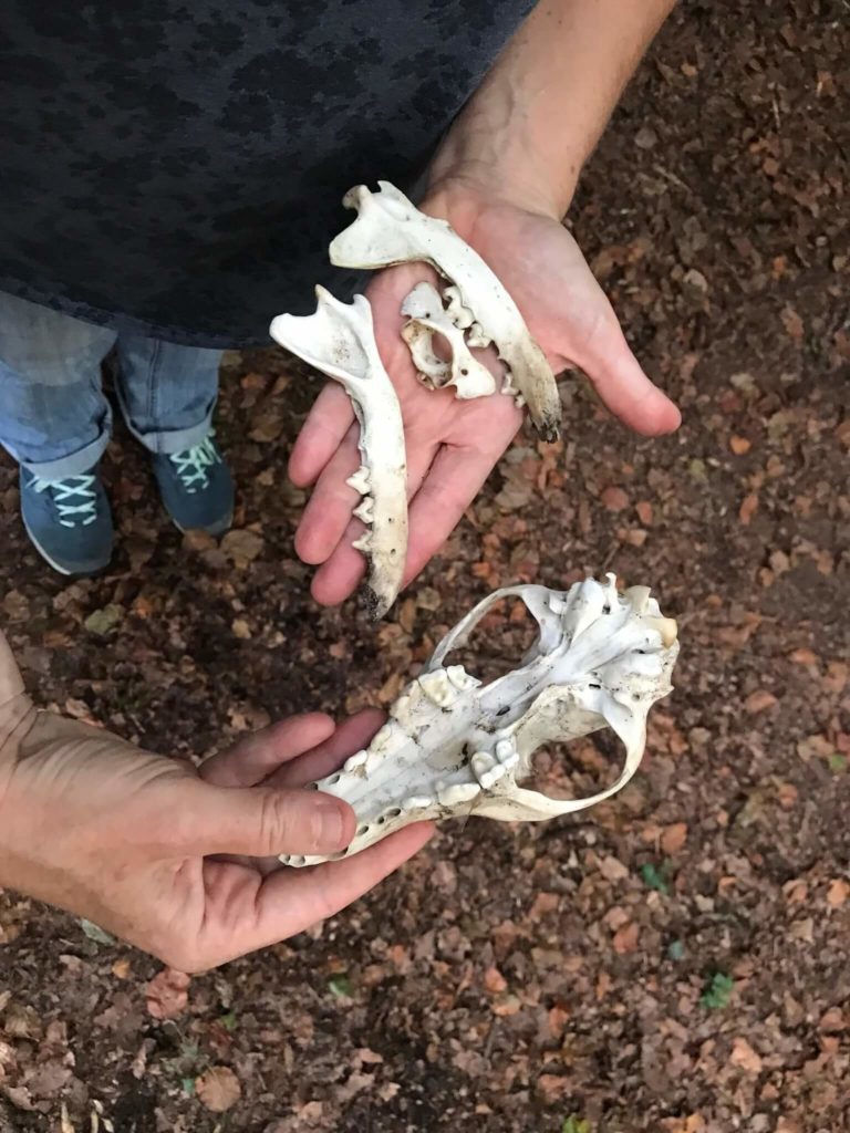 Crane animal feuille racine