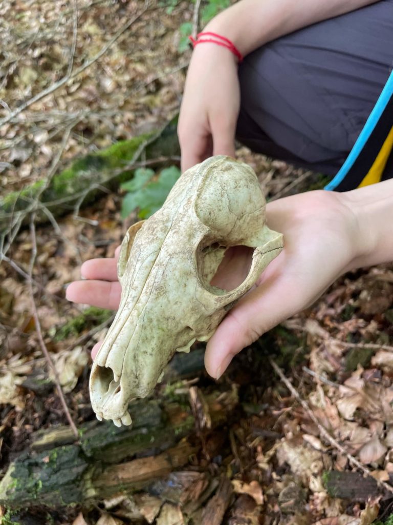 Animaux crane camp jeunes fribourg
