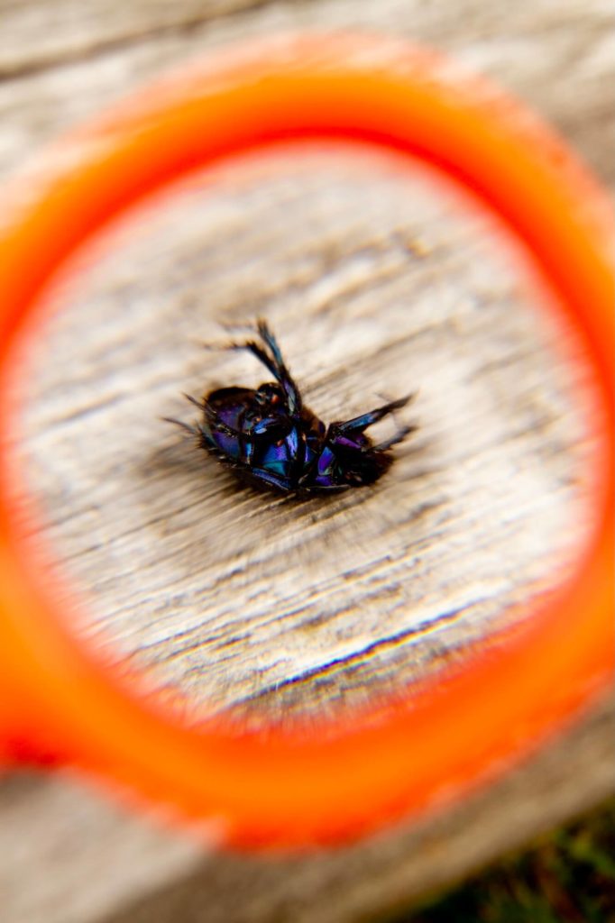 Camp enfants insecte ©photos joel harder