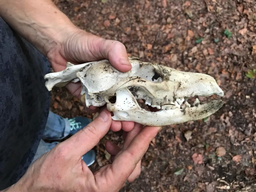 Animaux crane feuille racine